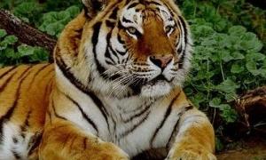 Роман «Білий тигр» вийде російською мовою в перший день Року тигра