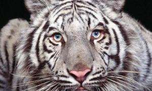 Тигри можуть щезнути як вид до 2030 року