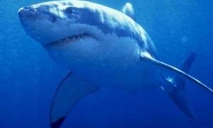 Австралійка голими руками відбилася від акули