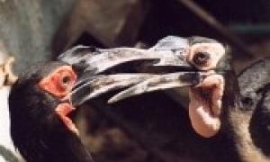 Від Ющенка втік рогатий ворон вартістю 1,5 тис. євро