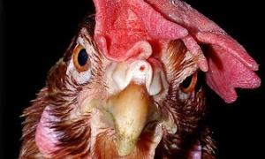 Забезпечувати Пекін електрикою будуть кури