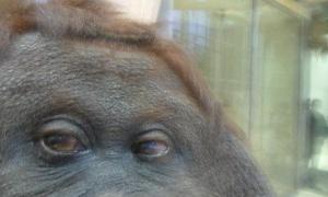 Самка орангутанга завела собі профіль в Facebook