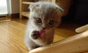 Коти здатні командувати господарями за допомогою муркотіння