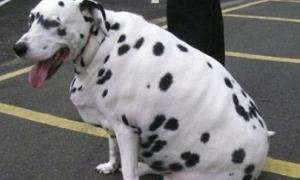 Хазяїнові товстого далматинця заборонили тримати тварин