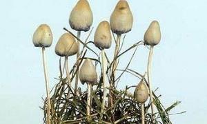 Хворим на рак допоможе інгредієнт галюциногенних грибів