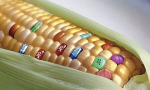 У Німеччині знищено поле з трансгенною кукурудзою