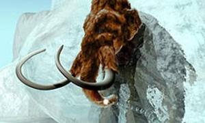 Чоловіки вимруть через 5 млн. років, якщо не візьмуть приклад з гризунів