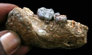 В Ефіопії знайдено найдавнішого предка людини