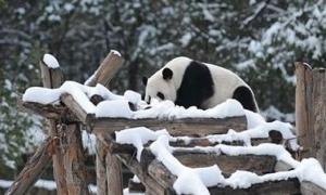 Понад 30 людей загинуло у Китаї через сильні снігопади