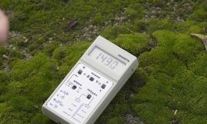 Учені пояснили, як рослини вижили в Чорнобилі