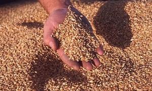 З 1 липня Україна експортувала 3,7 млн. т. зернових