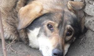 З притулком для собак у Рівному допоможе Євросоюз?