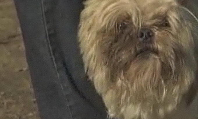 Через п’ять років після зникнення пес знайшов свою господиню