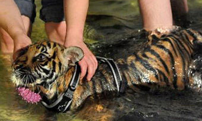 Ветеринари лікують паралізоване тигреня акватерапією