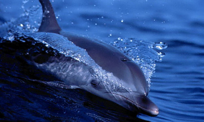 300-кілограмовий дельфін заскочив у прогулянковий човен 
