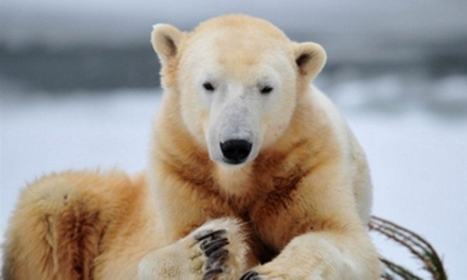 Померла знаменитість Берлінського зоопарку - ведмідь Кнут