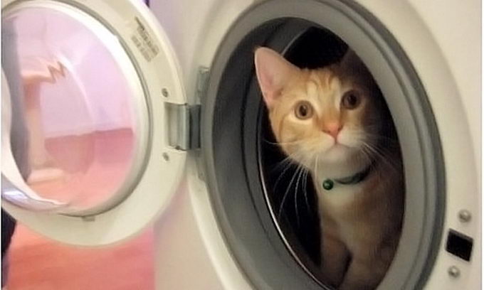 Кошеня вижило після прання в машинці