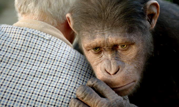 Японським макакам показували «Повстання планети мавп»