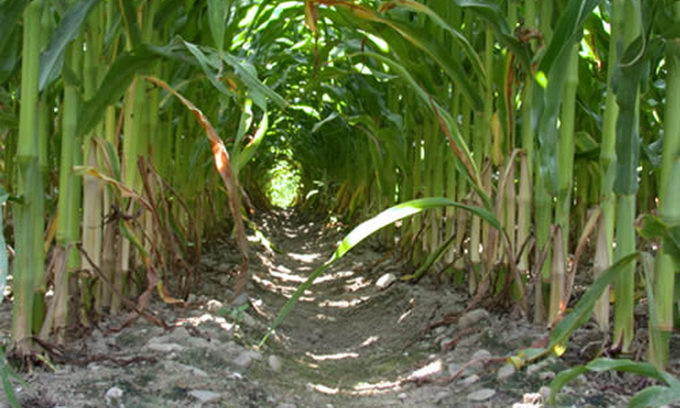 Американці заблукали в кукурудзі за вісім метрів від дороги