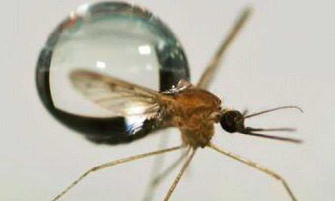 Вчені з’ясували, чому комарів не збиває дощ