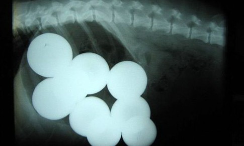 Пес, який проковтнув 9 більярдних куль, переміг у конкурсі рентгенівських знімків 