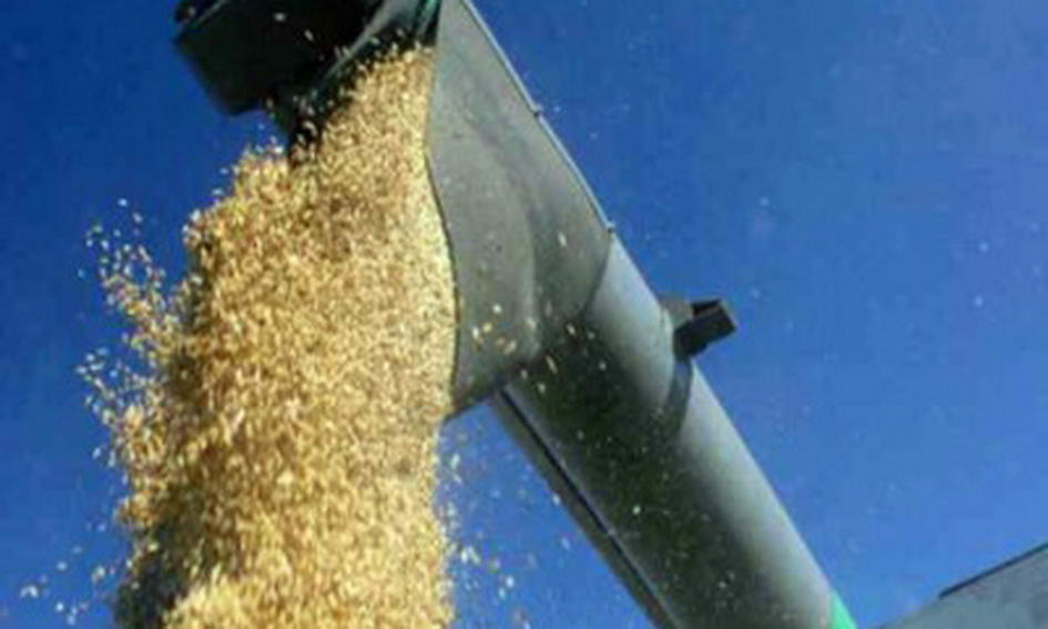 В Україні запасли зерна майже вдвічі більше, ніж минулого року