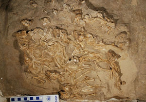 У Монголії виявили гніздо з рештками дитинчат динозавра