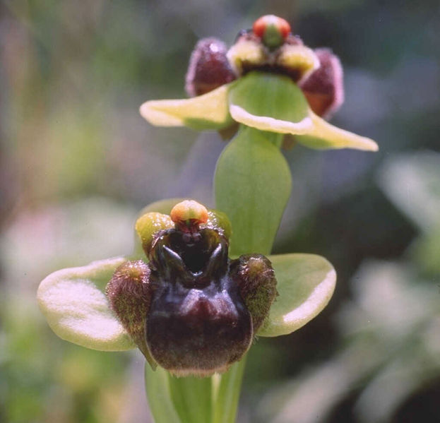 Вчені знайшли орхідею, що цвіте тільки одну ніч