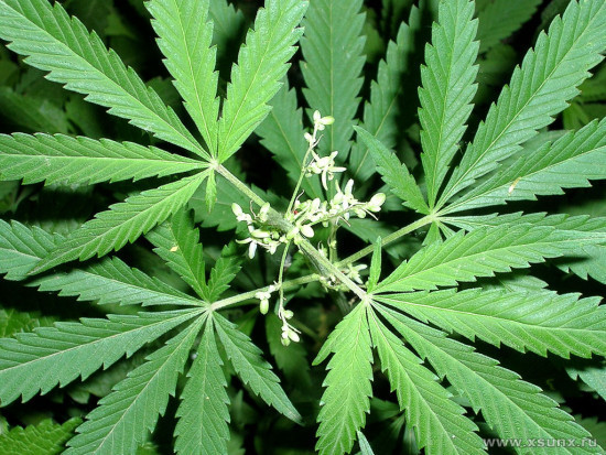 Швейцарцям дозволили вирощувати марихуану для себе