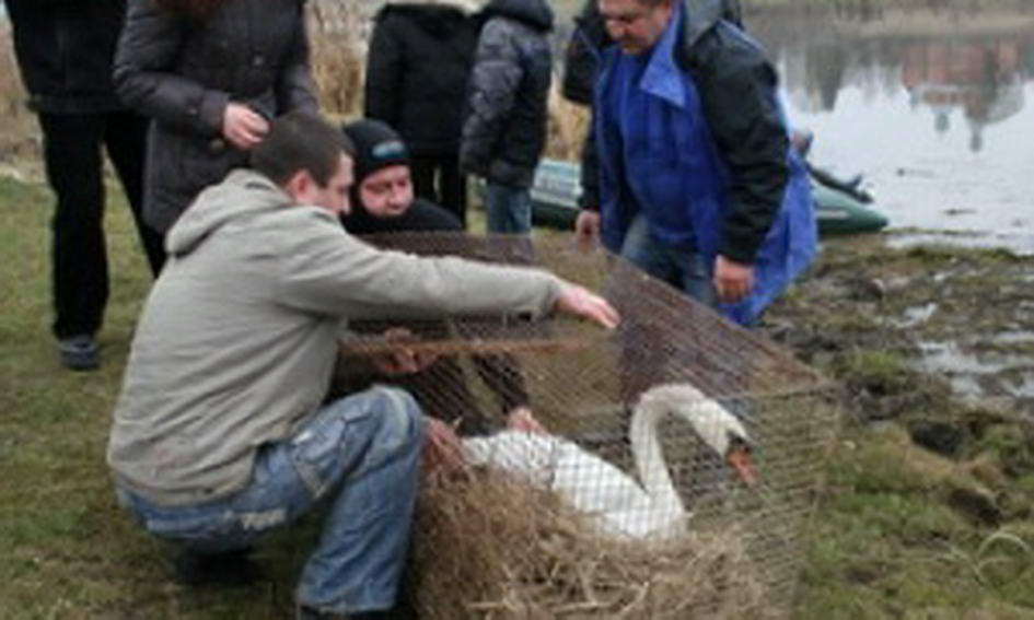 У селі Лаврів врятували пораненого лебедя