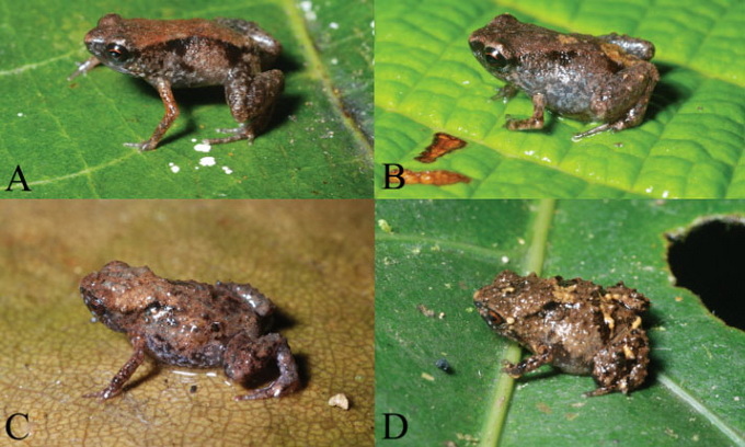 Американський дослідник знайшов найменших в світі жаб