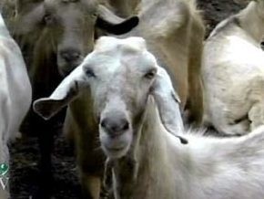 В Ізраїлі козел дає до трьох склянок молока на добу