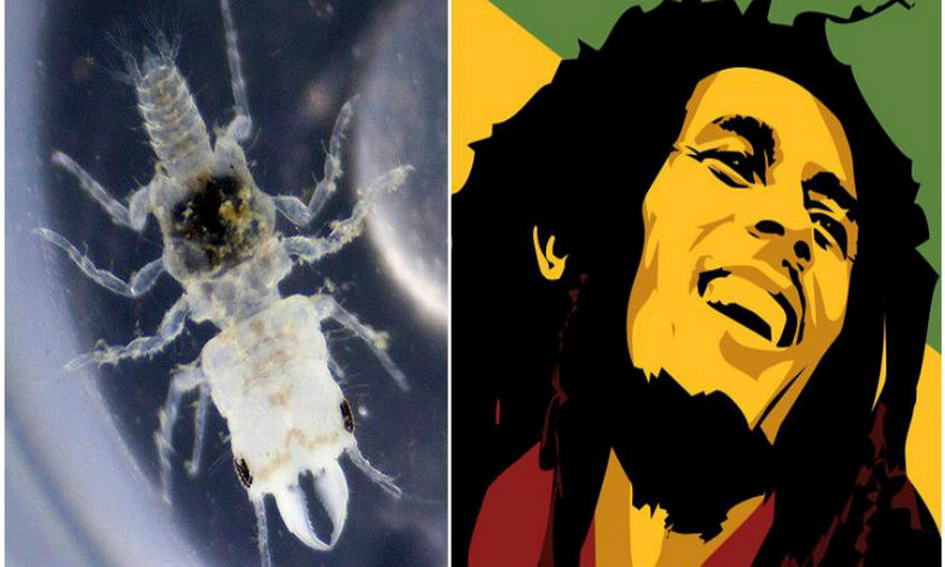Біолог назвав рачка-паразита на честь Боба Марлі