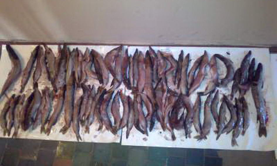 За незаконну рибалку з порушника стягнуть понад 23 тисячі гривень збитку