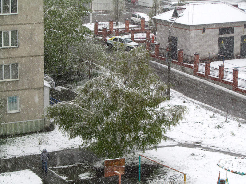 В крае выпал снег. Снег в мае. Алтайский край снегопад. На Алтае выпал снег. Снега в Алтайском крае фото.