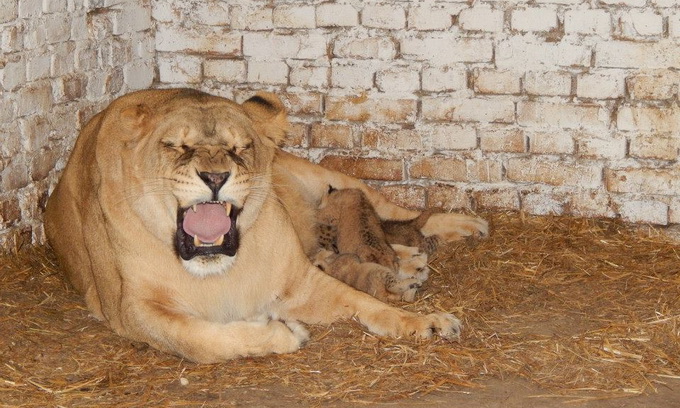 У Луцькому зоопарку народилося одразу троє левенят