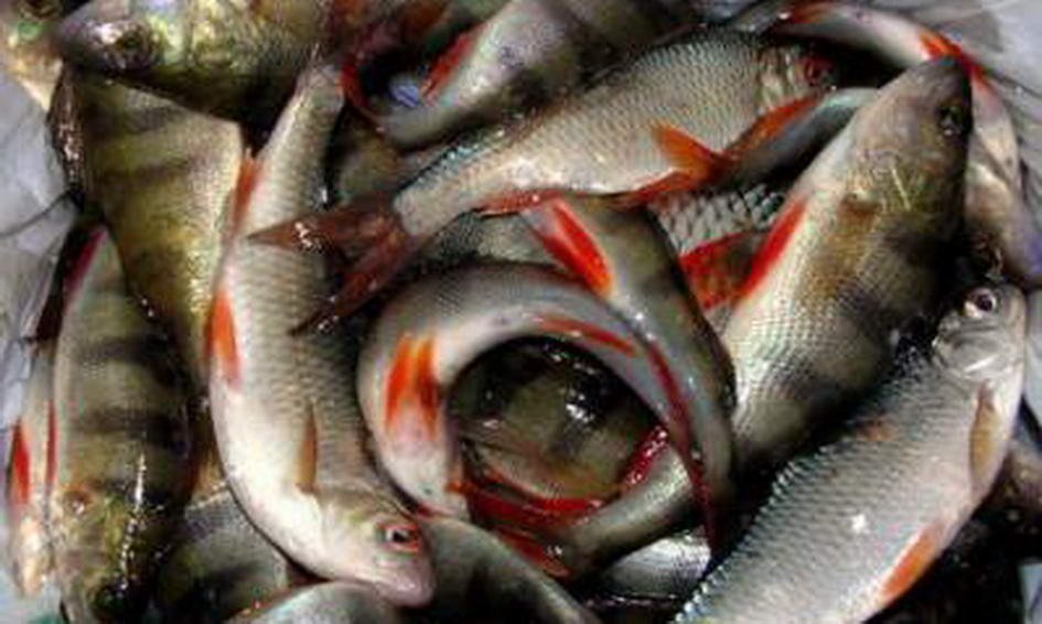За рівнем споживання риби Волинь посідає 15 місце по Україні