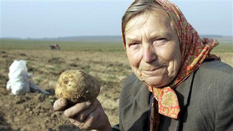 Білорусам не вистачає картоплі