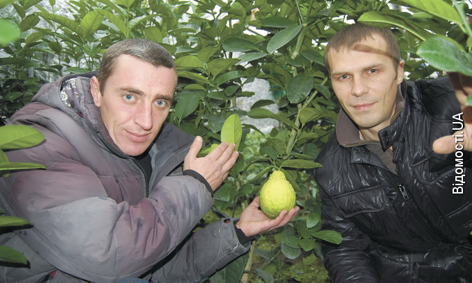 У селі біля Луцька ростуть лимони-гіганти
