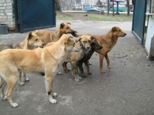 З безпритульними псами у Луцьку буде воювати міліція