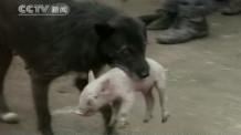 На одній із ферм в Китаї собака всиновив порося