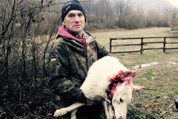 На Закарпатті депутат напав на лісника та застрелив його собаку