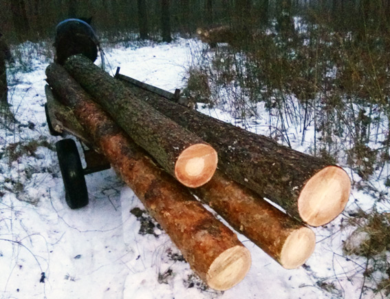 У Любешівському районі «на гарячому»попалися четверо крадіїв лісу