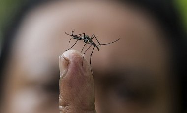 У Бразилії заявляють про епідемію вірусу Зіка