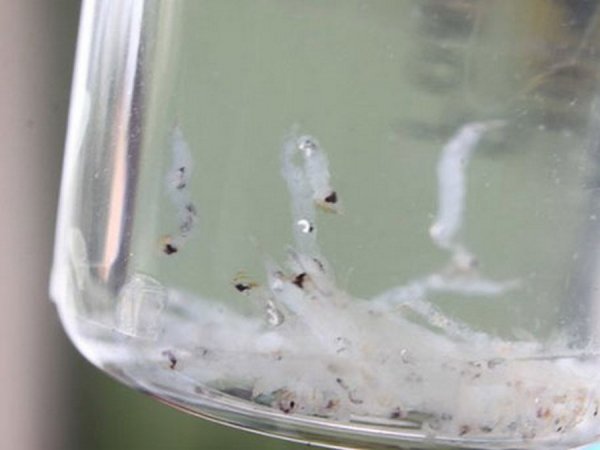 У Свердловській області РФ з кранів у будинках пішла вода з хробаками