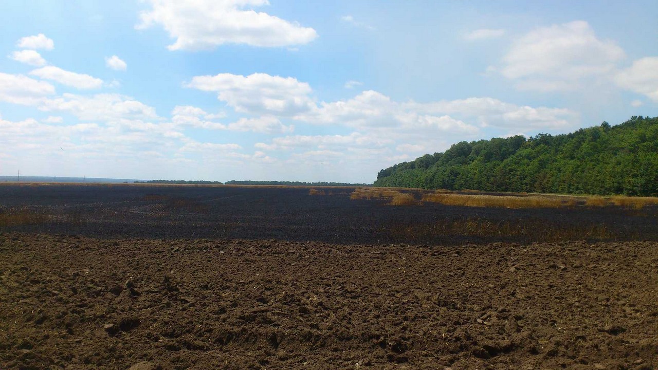 У Вінницькій області згоріло 5 гектарів пшеничного поля