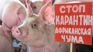 На Сумщині зареєстровано африканську чуму свиней