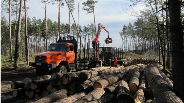Десятки обшуків пройшло в лісгоспах Житомирщини
