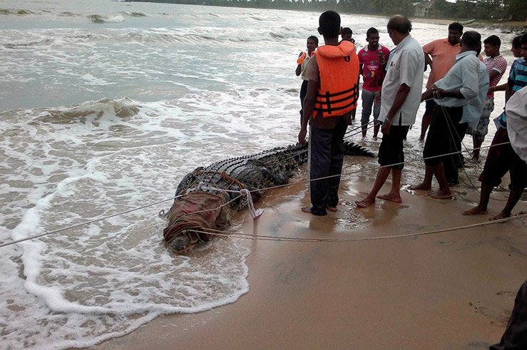 Шри ланка опасности. Гребнистый крокодил Шри Ланка. Морской крокодил Шри Ланка. Велигама Шри Ланка крокодилы. Морские змеи Шри Ланки.