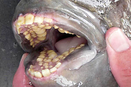 Незвичайну рибу з зубами людини спіймали у Флориді